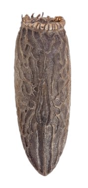 Yumurta sopa böcek - Orxines xiphias