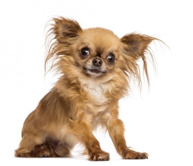 Chihuahua, 8 ay yaşlı, oturma ve kamera karşısına w bakarak