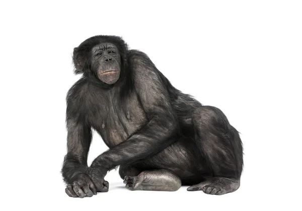 Aşağı uzanmış bir maymun önden görünümü — Stok fotoğraf