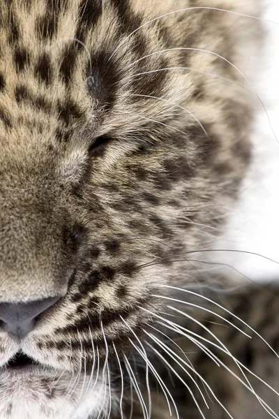 Primo piano su un occhio chiuso di un cucciolo di leopardo persiano (6 settimane ) — Foto Stock