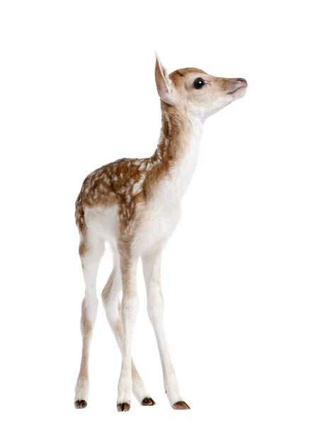 Vista lateral de Fallow Deer Fawn, Dama dama, 5 dias de idade, de pé — Fotografia de Stock