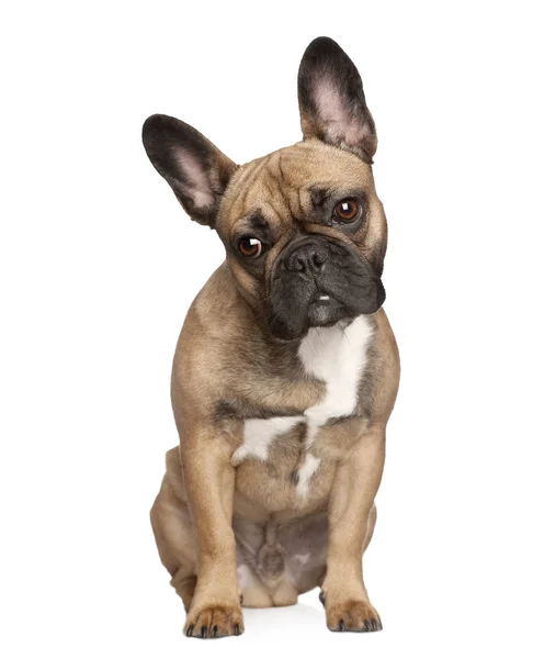 Retrato de bulldog francés, plano de estudio —  Fotos de Stock