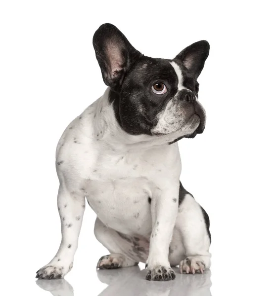 Dog : black and white  French Bulldog, sitting, looking up — Stock Photo, Image