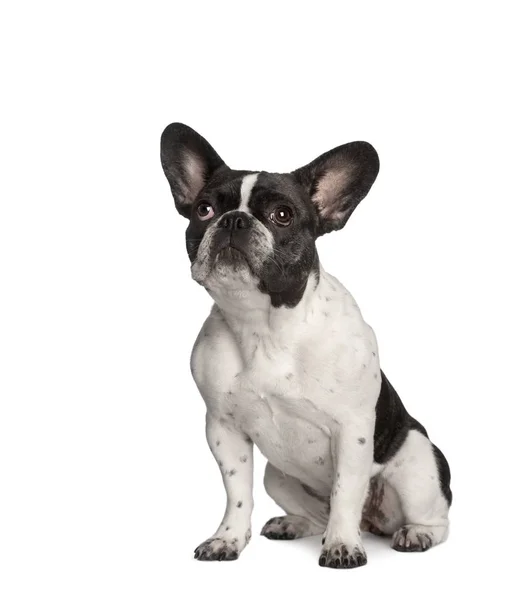 Porträtt av franska bulldog sitter, studio skott — Stockfoto