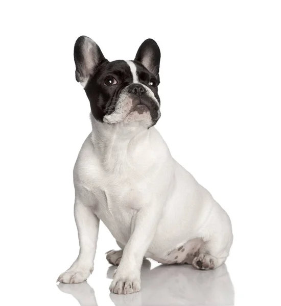 Portrait of French bulldog sitting, studio shot — Stock Photo, Image