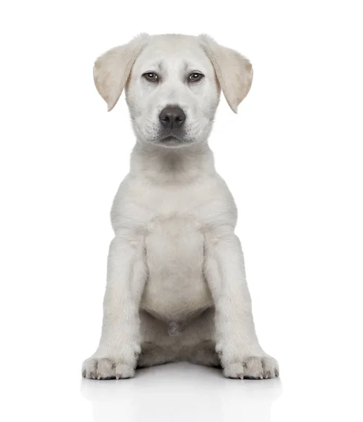 Vista frontal de un cachorro labrador (mejora digital ) —  Fotos de Stock