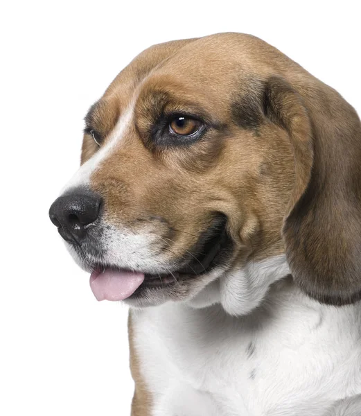 Primer plano en un perro, vista lateral, Beagle (Mejora digital ) —  Fotos de Stock