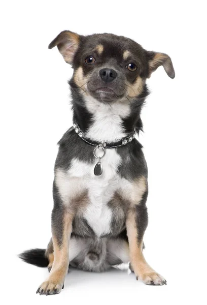 Chihuahua (2 Jahre) sitzend. — Stockfoto