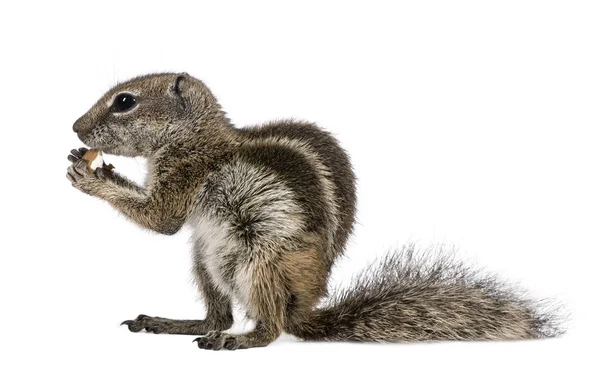 Barbary Ground Squirrel eating nut, Atlantoxerus getulus, agains — Stock Photo, Image