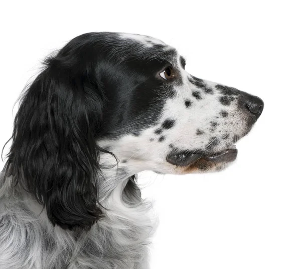 Собака-бастард, 6 років, перед білим тлом, студійний знімок — стокове фото