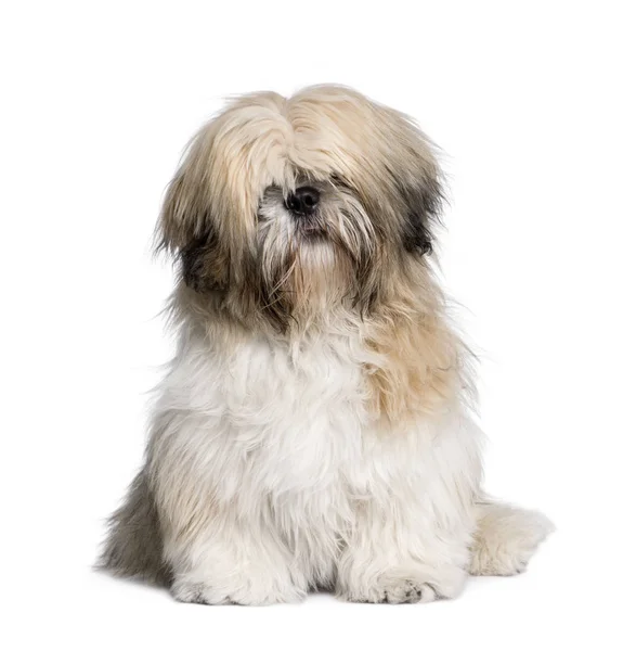 Shih Tzu, 7 anos, sentado na frente do fundo branco, stu — Fotografia de Stock