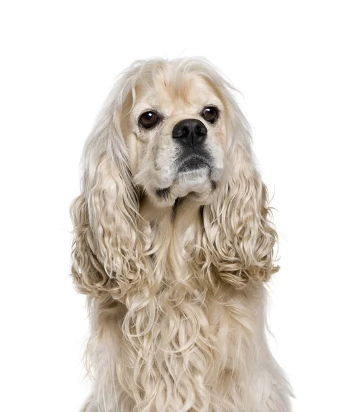 American Cocker Spaniel, 4 anos, sentado na frente do branco — Fotografia de Stock