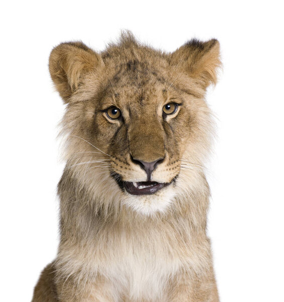 Lion, Panthera leo, 9 months old, in front of a white background, studio shot