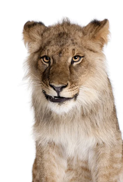 Leão, Panthera leo, 9 meses, em frente a um fundo branco, estúdio filmado — Fotografia de Stock