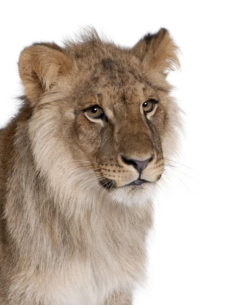 Oroszlán, oroszlán, 9 hónap régi, egy fehér háttér előtt — Stock Fotó