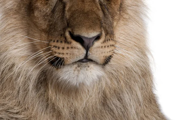 Cropped view of lion, Panthera leo, 9 months old, in front of a — Stock Photo, Image