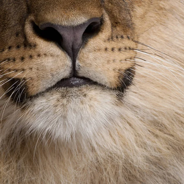 Zbliżenie z paszczy Lwa, Panthera leo, 9 miesięcy — Zdjęcie stockowe