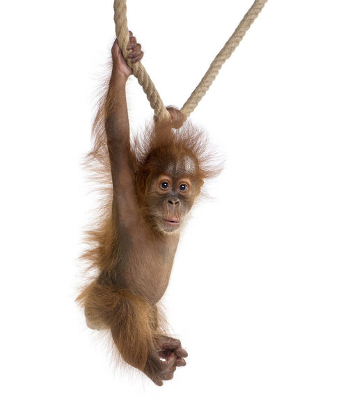 Baby Sumatran Orangutang (4 months old), hanging on a rope, stud