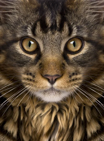 Primer plano de la cara de Maine Coon con bigotes, 7 meses de edad —  Fotos de Stock