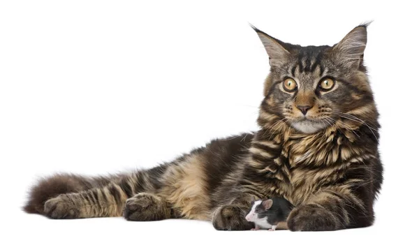 Maine Coon and mouse, 7 months old, sitting in front of white ba — Stock Photo, Image
