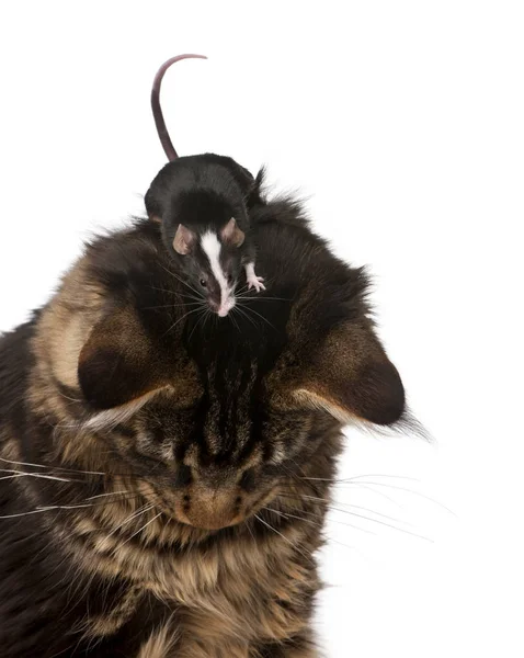 Mouse em cima de Maine Coon, 7 meses, na frente das costas brancas — Fotografia de Stock