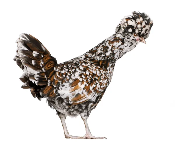 Tollbunt tricolor Polish chicken, 6 months old, standing in fron — Stock Photo, Image