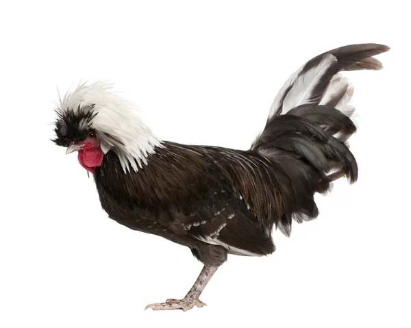 Holland dwarf rooster white-crested chicken, 5 months old, stand — Stock Photo, Image