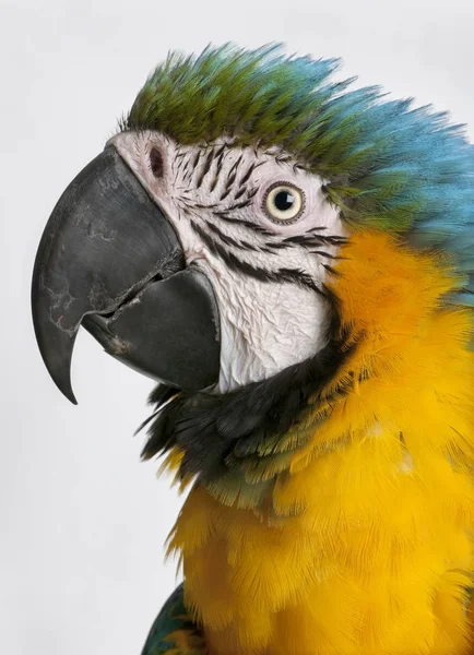 Primer plano de guacamayo azul y amarillo, Ara ararauna, frente a whi — Foto de Stock