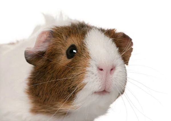 Guinea pig, Cavia porcellus, in front of white background — Stock Photo, Image