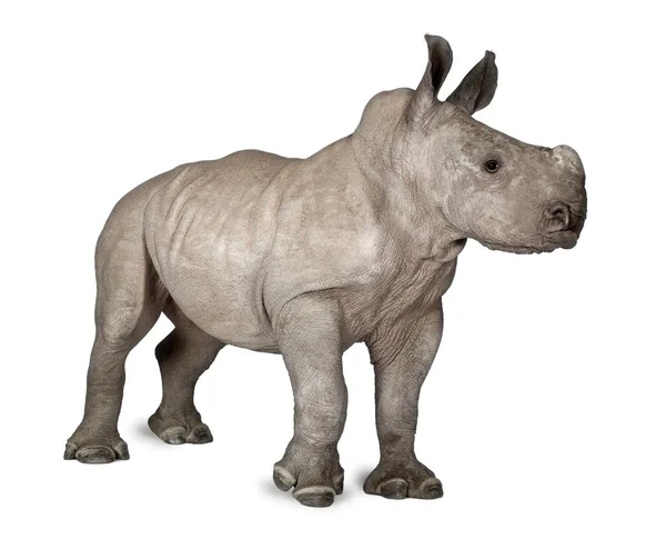 Rinoceronte branco jovem ou rinoceronte de lábios quadrados - Ceratotheri — Fotografia de Stock