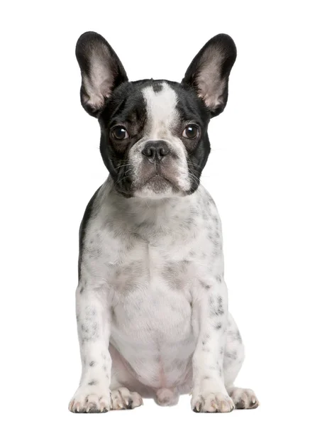 French bulldog puppy, 5 months old, sitting in front of white background — Stock Photo, Image