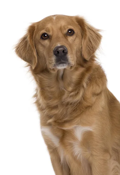 Nova Scotia Duck-Tolling Retriever, 5 years old, in front of white background — Stock Photo, Image