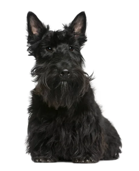 Scottish Terrier, 8 months old, sitting in front of white background — Stock Photo, Image