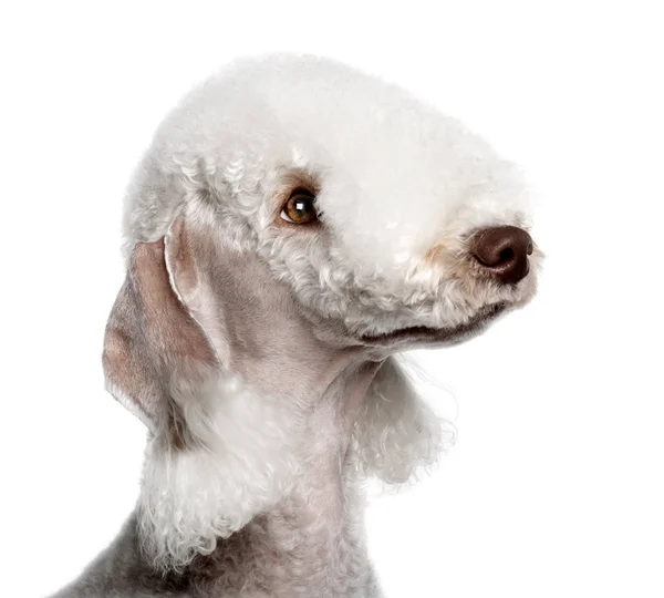 Bedlington terrier, 2 yıl yaşlı, beyaz arka plan — Stok fotoğraf