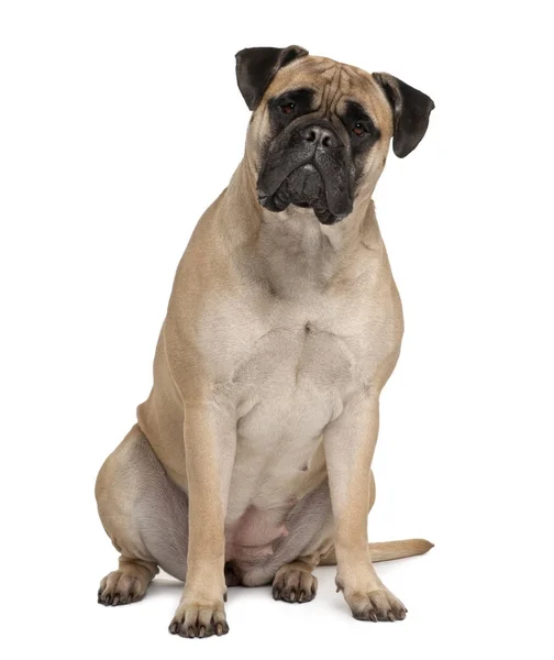 Bullmastiff, 2 años, sentado frente al fondo blanco — Foto de Stock