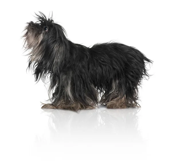 Crossbreed dog, 11 years old, standing in front of white background — Stock Photo, Image