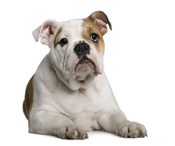 Inglese Bulldog cucciolo, 3 mesi, seduto di fronte a bianco b — Foto Stock