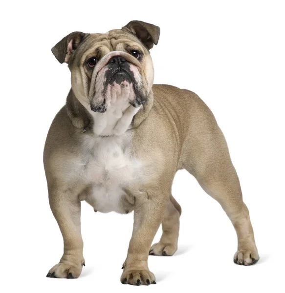 Engels Bulldog, 17 maanden oud, staande voor de witte achtergrond — Stockfoto