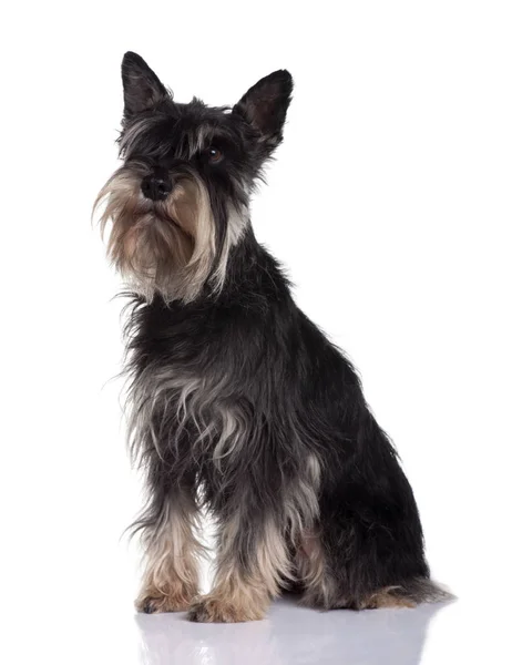 Schnauzer, 6 Jahre alt, sitzt vor weißem Hintergrund — Stockfoto