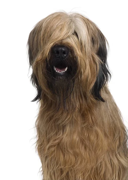 Briard, 1 año de edad, delante de fondo blanco — Foto de Stock