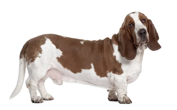 Basset Hound, 1 año de edad, de pie frente al fondo blanco —  Fotos de Stock