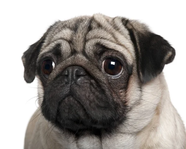 Pug, 2 Years old, in front of white background, studio shot — Stock Photo, Image