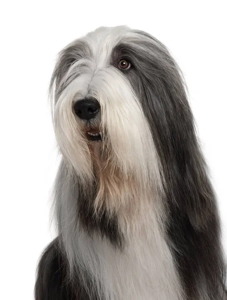 Bearded Collie, 4 anos, sentado na frente do backgroun branco — Fotografia de Stock