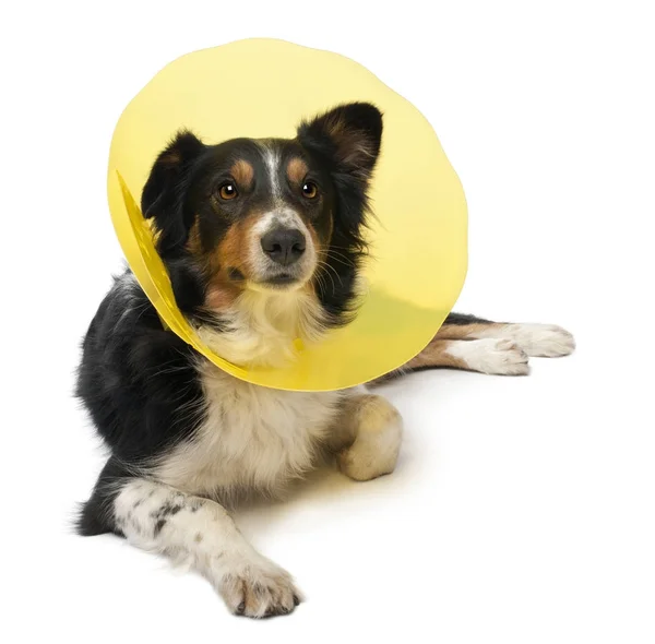 Border collie wearing a space collar lying in front of white background — Stock Photo, Image