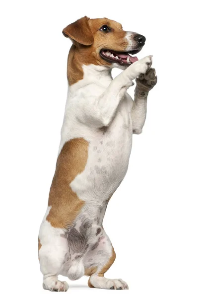 Jack Russell Terrier, 12 months old, standing up in front of white background — Stock Photo, Image