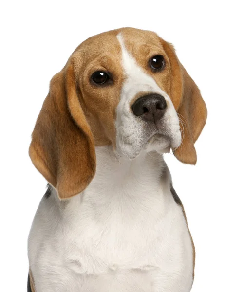 Close-up of Beagle puppy, 6 months old, in front of white background — Stock Photo, Image