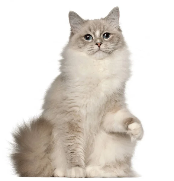 Ragdoll gato, 1 año de edad, sentado delante de fondo blanco —  Fotos de Stock