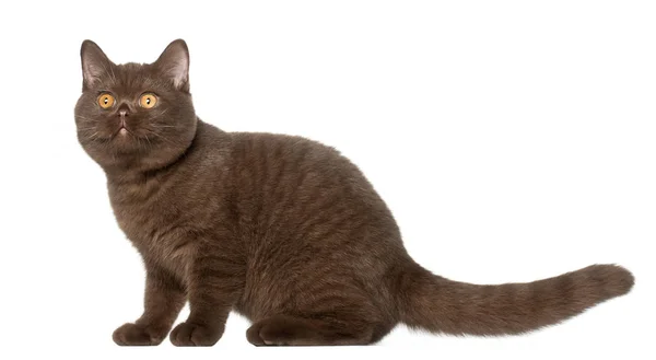 Britânico gato shorthair, gatinho, 4 meses, sentado na frente de fundo branco — Fotografia de Stock