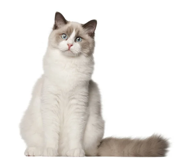 Ragdoll gato, 6 meses de edad, sentado delante de fondo blanco — Foto de Stock