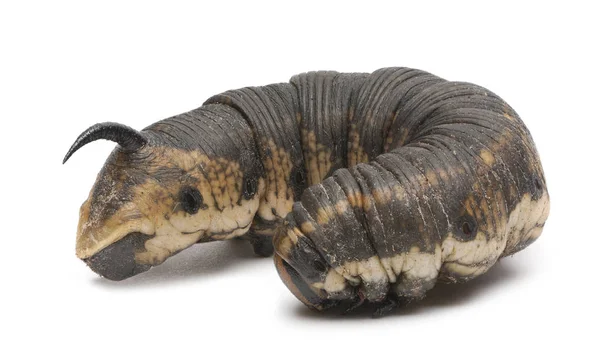 Convolvulus Hawk-moth, Windepijlstaart, caterpillar tegen witte achtergrond — Stockfoto